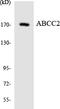 ATP Binding Cassette Subfamily C Member 2 antibody, LS-B10445, Lifespan Biosciences, Western Blot image 
