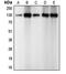 Cadherin 2 antibody, orb213707, Biorbyt, Western Blot image 