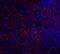 TNF Receptor Superfamily Member 13C antibody, 40204, QED Bioscience, Immunofluorescence image 