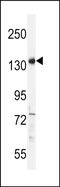 Partner And Localizer Of BRCA2 antibody, PA5-48258, Invitrogen Antibodies, Western Blot image 