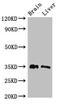 Pancreas Associated Transcription Factor 1a antibody, CSB-PA018967LA01HU, Cusabio, Western Blot image 