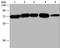 Hrb antibody, LS-C404467, Lifespan Biosciences, Western Blot image 
