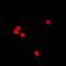 DNA Polymerase Epsilon 3, Accessory Subunit antibody, orb341095, Biorbyt, Immunofluorescence image 
