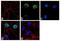Forkhead Box N3 antibody, 702764, Invitrogen Antibodies, Immunofluorescence image 