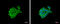 Sphingosine-1-Phosphate Receptor 1 antibody, GTX100024, GeneTex, Immunofluorescence image 