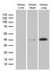 Zinc-alpha-2-glycoprotein antibody, M02718, Boster Biological Technology, Western Blot image 