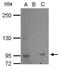 L3MBTL Histone Methyl-Lysine Binding Protein 2 antibody, GTX107234, GeneTex, Immunoprecipitation image 