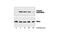 Mitogen-Activated Protein Kinase Kinase 3 antibody, 9231S, Cell Signaling Technology, Western Blot image 