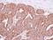 Peptidylprolyl Isomerase F antibody, GTX117951, GeneTex, Immunohistochemistry paraffin image 