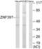 Zinc Finger Protein 397 antibody, LS-C119152, Lifespan Biosciences, Western Blot image 
