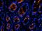 Cytochrome P450 Family 4 Subfamily F Member 11 antibody, orb109155, Biorbyt, Immunofluorescence image 