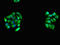 Cadherin 11 antibody, LS-C677461, Lifespan Biosciences, Immunofluorescence image 