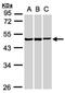 Basic Leucine Zipper And W2 Domains 2 antibody, NBP1-32519, Novus Biologicals, Western Blot image 