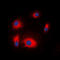 Ribosomal Protein S6 Kinase B1 antibody, LS-C368530, Lifespan Biosciences, Immunofluorescence image 
