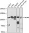 WD Repeat Domain 6 antibody, GTX33583, GeneTex, Western Blot image 