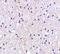 Mortality Factor 4 Like 1 antibody, NBP1-76809, Novus Biologicals, Immunohistochemistry paraffin image 