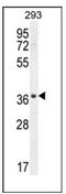 Sperm Acrosome Associated 1 antibody, AP53788PU-N, Origene, Western Blot image 
