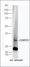 Cholecystokinin antibody, orb182609, Biorbyt, Western Blot image 