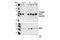 Mitogen-Activated Protein Kinase Kinase 1 antibody, 9128S, Cell Signaling Technology, Western Blot image 