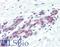 DNA Fragmentation Factor Subunit Alpha antibody, LS-B3186, Lifespan Biosciences, Immunohistochemistry frozen image 