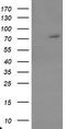 Tigger Transposable Element Derived 1 antibody, TA800152, Origene, Western Blot image 
