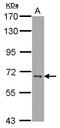 Cerebral Endothelial Cell Adhesion Molecule antibody, LS-C155753, Lifespan Biosciences, Western Blot image 