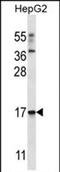 Tripartite Motif Containing 48 antibody, PA5-71802, Invitrogen Antibodies, Western Blot image 