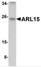 ADP Ribosylation Factor Like GTPase 15 antibody, 5263, ProSci, Western Blot image 