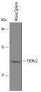 Trem-like transcript 2 protein antibody, AF6354, R&D Systems, Western Blot image 