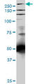 Talin 1 antibody, LS-B4430, Lifespan Biosciences, Western Blot image 