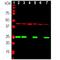 TRAF3 Interacting Protein 2 antibody, M01263-1, Boster Biological Technology, Western Blot image 