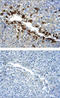 Protein Kinase AMP-Activated Catalytic Subunit Alpha 1 antibody, AF3197, R&D Systems, Immunohistochemistry frozen image 