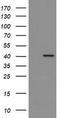 Indoleamine 2,3-Dioxygenase 1 antibody, TA506371BM, Origene, Western Blot image 