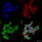Peroxisomal Biogenesis Factor 6 antibody, SMC-470D-HRP, StressMarq, Immunocytochemistry image 