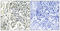 NFKB Inhibitor Alpha antibody, A01139Y305, Boster Biological Technology, Immunohistochemistry paraffin image 