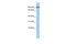 G2 And S-Phase Expressed 1 antibody, ARP42471_P050, Aviva Systems Biology, Western Blot image 