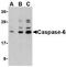 Caspase 6 antibody, TA306204, Origene, Western Blot image 