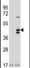 RNA Terminal Phosphate Cyclase Like 1 antibody, PA5-11788, Invitrogen Antibodies, Western Blot image 