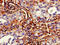 Transmembrane protein 49 antibody, LS-C679989, Lifespan Biosciences, Immunohistochemistry paraffin image 