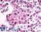 Sphingosine 1-phosphate receptor 2 antibody, LS-A1018, Lifespan Biosciences, Immunohistochemistry frozen image 