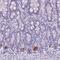 Transmembrane Protein 91 antibody, NBP2-13458, Novus Biologicals, Immunohistochemistry frozen image 