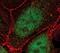 Transcription Factor 7 antibody, MA5-14965, Invitrogen Antibodies, Immunofluorescence image 