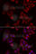 mAR-1 antibody, A6438, ABclonal Technology, Immunofluorescence image 