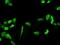 Phosphoglycerate Dehydrogenase antibody, ab57030, Abcam, Immunofluorescence image 