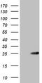ATP Binding Cassette Subfamily C Member 5 antibody, TA808322S, Origene, Western Blot image 