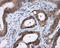 Lipase G, Endothelial Type antibody, LS-C115062, Lifespan Biosciences, Immunohistochemistry paraffin image 