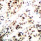 Checkpoint Kinase 1 antibody, LS-C358940, Lifespan Biosciences, Immunohistochemistry frozen image 
