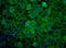 Pyruvate Kinase M1/2 antibody, PA5-23034, Invitrogen Antibodies, Immunofluorescence image 