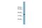 SRBC antibody, PA5-43664, Invitrogen Antibodies, Western Blot image 