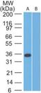 SPARC antibody, NBP2-27358, Novus Biologicals, Western Blot image 